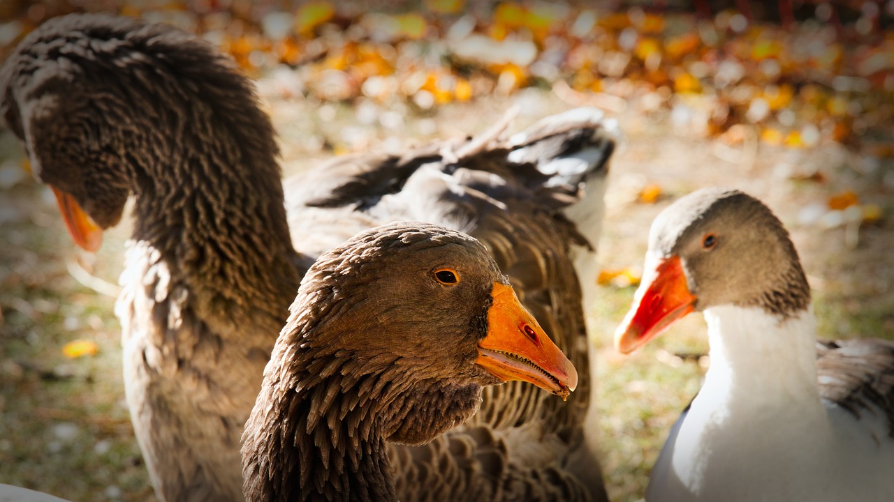 How to Capture the Essence of Local Traditions in Your Photos